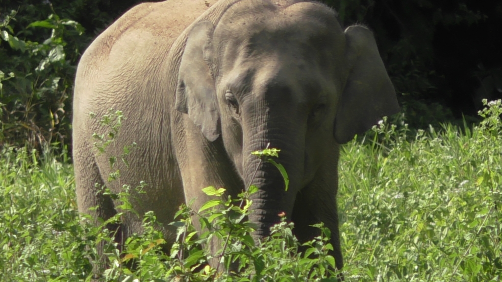 Wild Asian elephants in Kui Buri