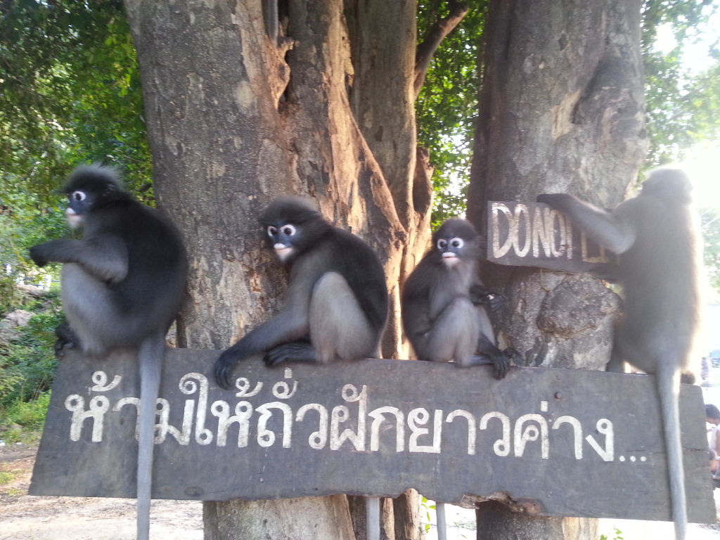 langur_monkeys