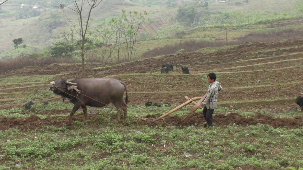 Plowing the fields with a water buffalo