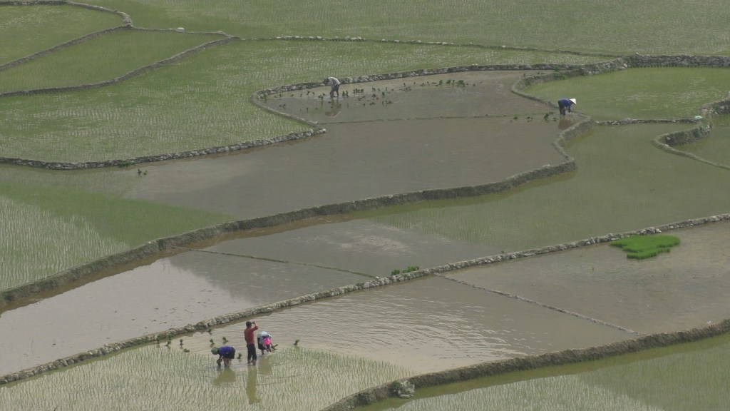 Rice planting