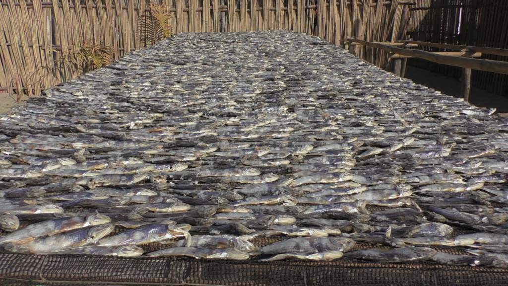 Fish dry up in the sun in Bucana