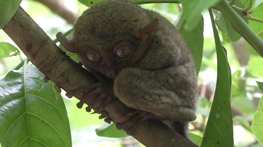 Cute little tarsier monkey in Bohol