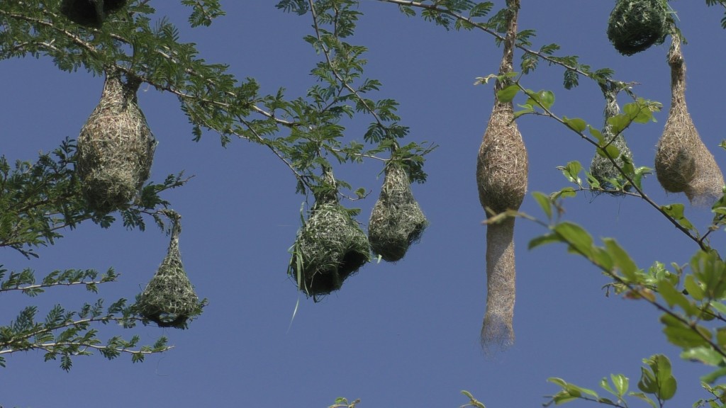 Weaving birds nests in Bagan.